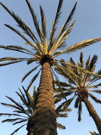 Low angle view of palm tree against sky