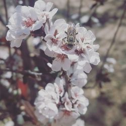 Close-up of apple blossoms in spring