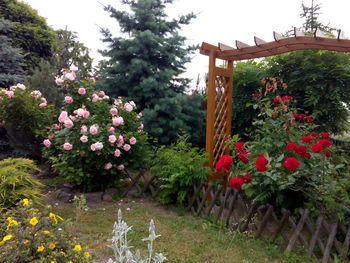 High angle view of pink flowers in park