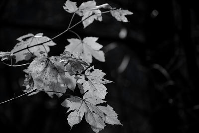 Close-up of dried leaves