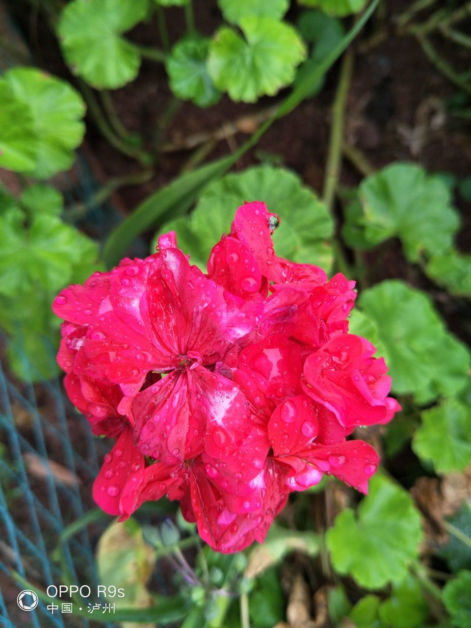 growth, petal, flower, beauty in nature, fragility, nature, plant, day, red, flower head, drop, pink color, no people, outdoors, wet, blooming, freshness, focus on foreground, close-up, water, leaf, periwinkle