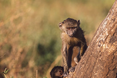 Close-up of monkey pup