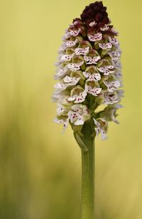 Close-up of purple flowering plant