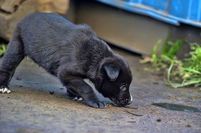 High angle view of a dog