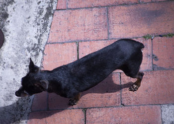 High angle view of black cat on wall