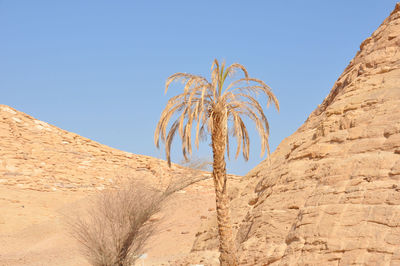 Scenic view of desert against clear blue sky