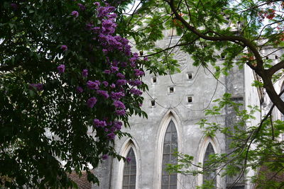 Low angle view of flowering tree