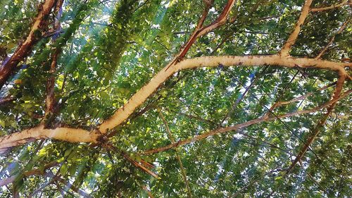 Low angle view of bamboo trees in forest