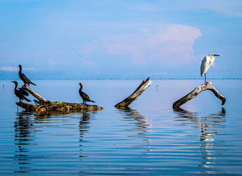 Birds in a lake