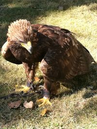 Close-up of eagle on field