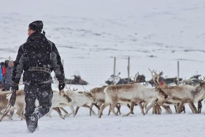 Rear view of horses on snow covered land