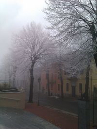 Bare trees against sky in city