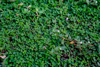 High angle view of leaves on field