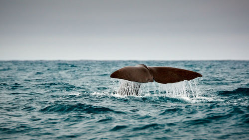 Tail fin of humpback whale swimming in sea