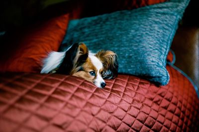 High angle view of dog at home