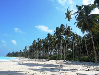 Scenic view of palm trees on beach against sky