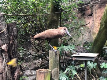 Bird perching on wooden post in forest