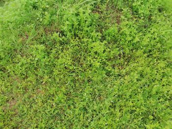 Full frame shot of fresh green field