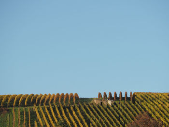 Scenic view of field against clear blue sky