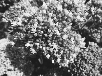 Close-up of white flowers