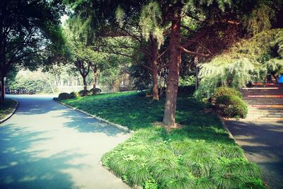 Pathway along trees in park