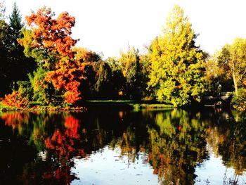 Reflection of trees in pond