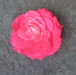 Close-up of pink rose