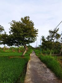 Footpath amidst trees on field against sky