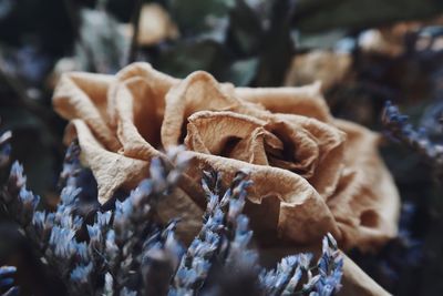 Dry rose and purple flowers 