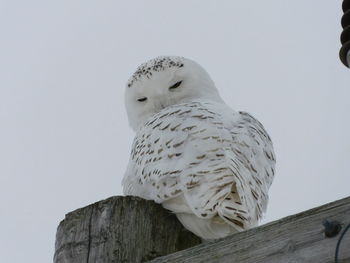 Low angle view of owl perching on wooden post against sky