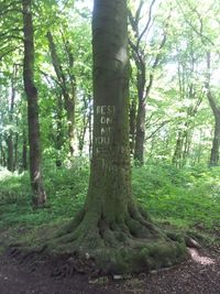 Trees in forest