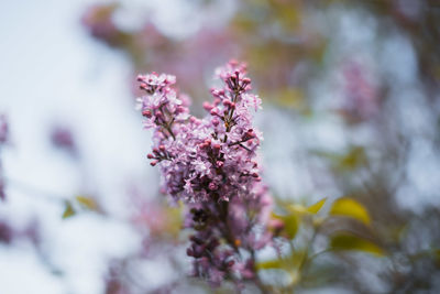 Close-up of pink cherry blossoms in spring