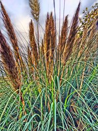 Close-up of wheat growing on field against sky