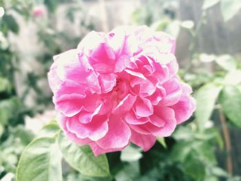 Close-up of pink rose blooming outdoors