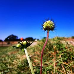 Close-up of flowering plant on field against sky