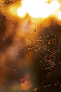 Close-up of spider web during sunset