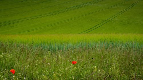 Scenic view of agricultural field