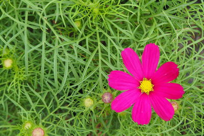 High angle view of pink flower blooming on field