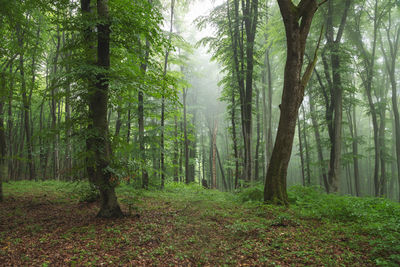 Summer morning landscape of the foggy forest