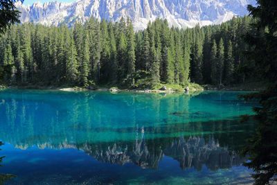 Scenic view of lake by trees in forest