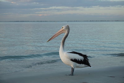 Gray heron on sea against sky