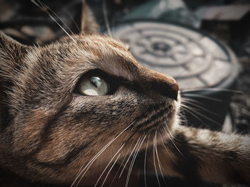 Close-up of a cat looking away