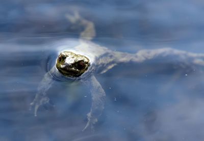 Close-up of frog swimming in lake