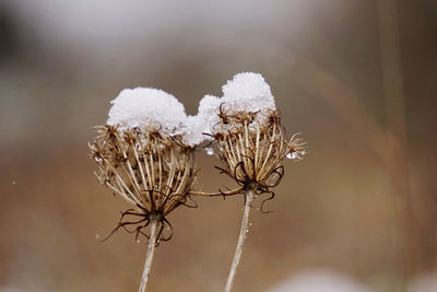 close-up