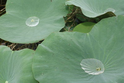 Close-up of lotus water lily in lake