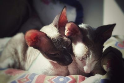 Cat sleeping on bed