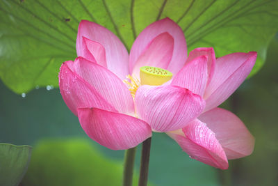 Close-up of pink water lily