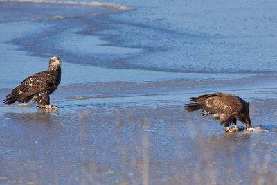 Birds perching on a lake