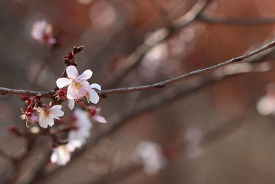 Close-up of cherry blossoms