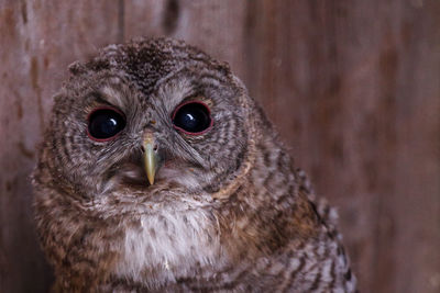 Close-up portrait of owl